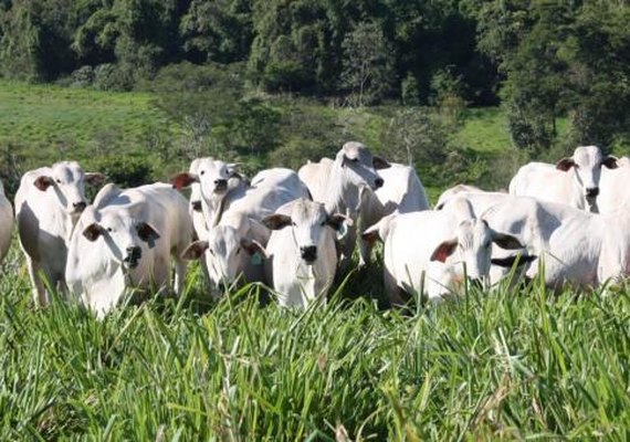 Tradição na pecuária atravessa gerações em Alagoas