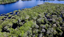 Alertas de desmatamento na Amazônia caem 35% em junho de 2026