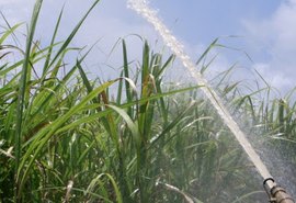 Pouca chuva preocupa fornecedores de cana de Alagoas