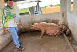 Criação sustentável de suínos em AL vira caso de sucesso na agricultura familiar