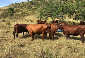 Fazenda Mangabeira tem 100% de liquidez no Leilão 3 Histórias