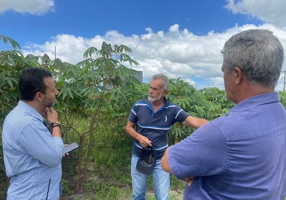 Secretaria de Agricultura faz estudo de tipos de mandioca em parceria com Embrapa