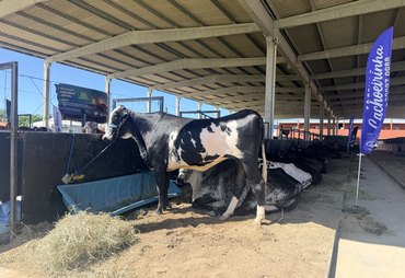 Parque da Pecuária abre as portas para a 13ª Expoalagoas Genética