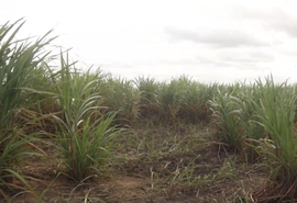 Tecnologia regenerativa reduz em 70% custo de renovação de canaviais no Agreste