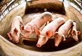 Trânsito intermunicipal de suínos é liberado em AL