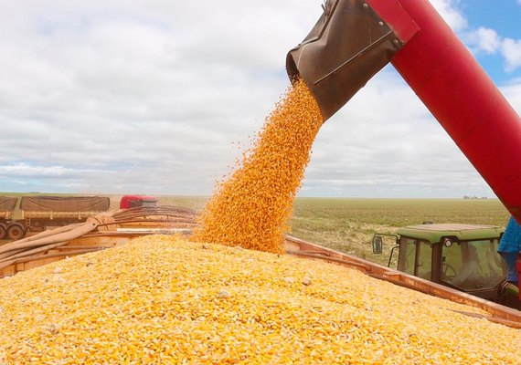 Safra recorde de milho exige atenção redobrada com doenças nas lavouras