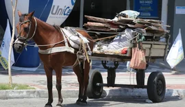 Comissão aprova criminalização do uso de veículos movidos a tração animal