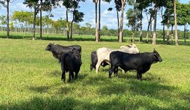 Manejo da fertilidade do solo gera lucro e sustentabilidade às pastagens