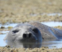 Exame de necropsia confirma que Leôncio foi morto por humanos em AL