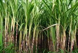 Chuvas incentivam o plantio de cana em AL