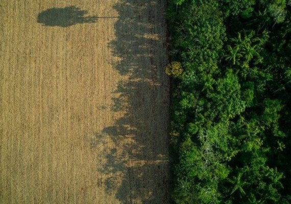 Desmatamento acumulado dos últimos 11 meses cresceu 51% na Amazônia, aponta Imazon