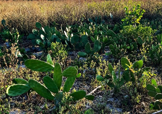 Caatinga em AL: Edital destina R$ 55 milhões para projetos de recuperação