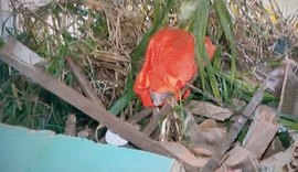 Deslizamento de barreira destrói parte de casa no Flexal de Cima