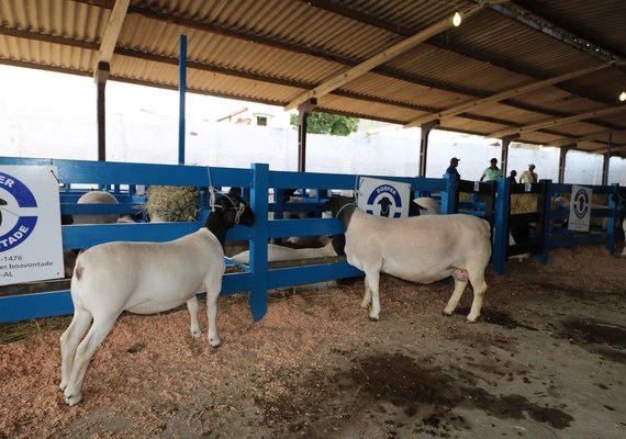 Exposição Nordestina Dorper e White Dorper 2018 incentiva criação de ovinos em AL