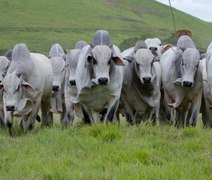 Leilão Nelore Positivo ofertará 500 animais durante a Expoagro Alagoas