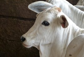 Iniciada a primeira etapa da campanha de vacinação contra a brucelose