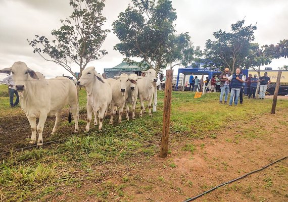 Dia de Campo da RB Agropecuária apresenta animais do 1º Leilão Brahman e Nelore
