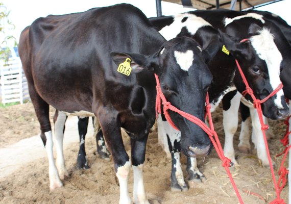 Programação técnica da ExpoBacia traz Seminário da Cadeia Produtiva do Leite
