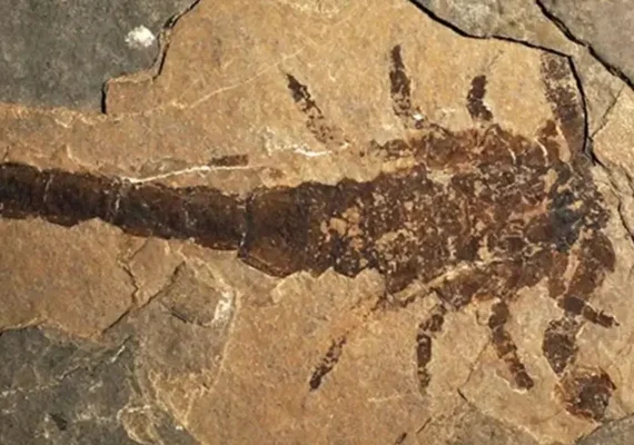Fóssil revela um dos maiores escorpiões da história da Terra