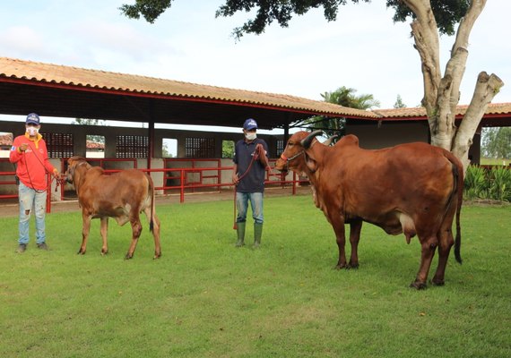 Agropecuária Pereira já está com tudo pronto para o 6º Genética de Berço