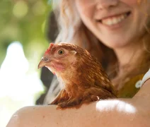 Bem-estar do animal melhora qualidade dos alimentos
