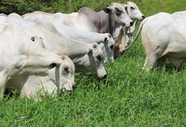 Tourama SMP já vai pronta para reprodução