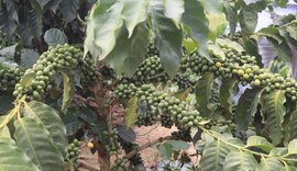 Café fecha em alta nas bolsas e mercado observa safra