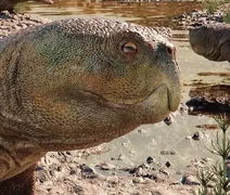 Réptil de 230 milhões de anos com bico é descoberto no Sul do Brasil