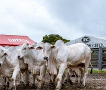 Agro Feira IBC promove vendas exclusivas de touros