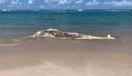 Baleia em estado de decomposição encalha em praia de Alagoas