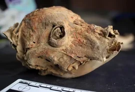 Arqueólogos encontram cães sem pelos enterrados há mais de 1.200 anos no Peru