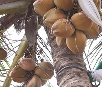 Inovação: cooperativa empresta dinheiro e produtor paga com coco