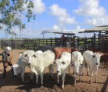 Mais Pecuária Brasil inicia melhoramento genético do gado em Penedo
