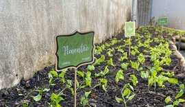 Desenvolvimento Sustentável instala horta em creche municipal na Pitanguinha