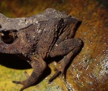 Projeto pioneiro do INMA mapeia novas ocorrências de anfíbio na Mata Atlântica