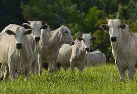 O que se espera da pecuária em 2022