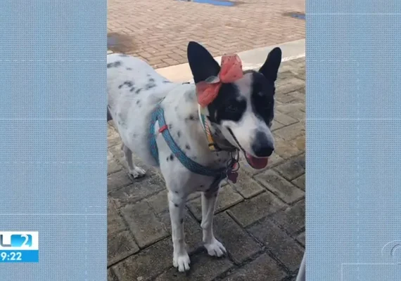 Polícia de Alagoas investiga três casos  de envenenamento em pets por petiscos