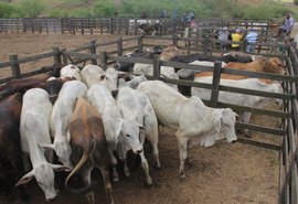 Prefeitura de Arapiraca convoca criadores de bovinos para vacinar rebanhos contra febre aftosa