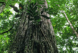 Roraima e Piauí são os estados mais atrasados na implementação do Código Florestal