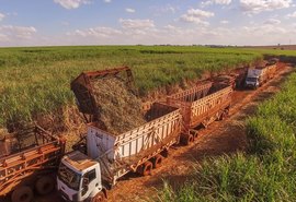 AL mantém liderança na produção de cana do NE