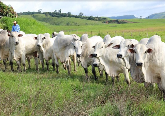 Nelore SMP enfatiza qualidade técnica e genética de touros melhoradores