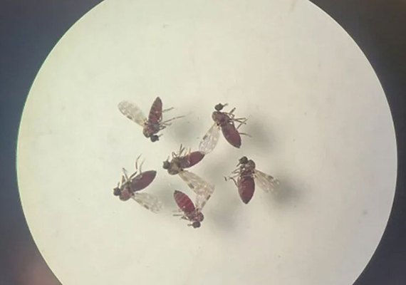 Estudo detalha diferenças entre sintomas da febre do Oropouche e da dengue