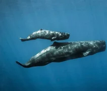 Estudo aponta semelhanças entre comunicação de baleias-cachalote e linguagem humana