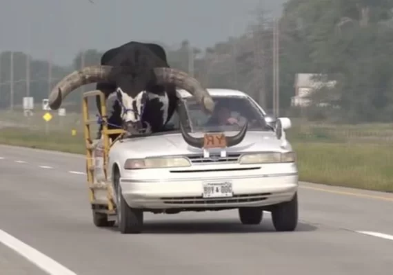 Motorista transporta touro chifrudo no banco de passageiro; veja vídeo