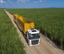 Programa da Ufal promove a liberação de novas variedades de cana-de-açúcar