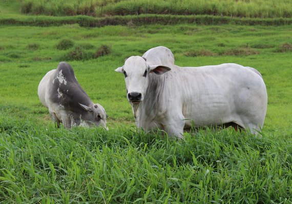 Leilão Estrelas do Norte oferta pacote completo em genética nelore
