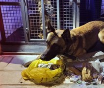 Cães do 3º Batalhão da PM encontram mais de dois quilos de entorpecentes em Arapiraca