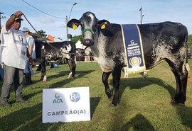 Exposição do Girolando vai atrair produtores para a Expoagro-AL 2023