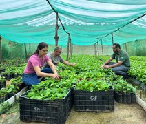 Alagoas terá primeira safra de café e impulsiona produção no interior