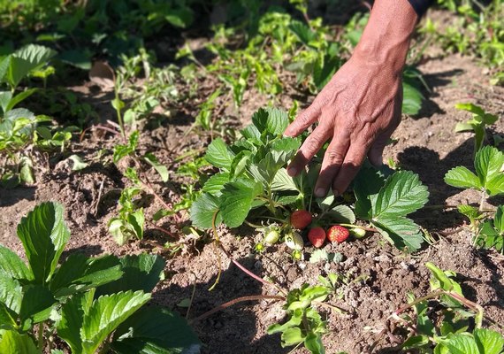 Realização de concursos públicos é anunciado pela Seagri-AL e Emater